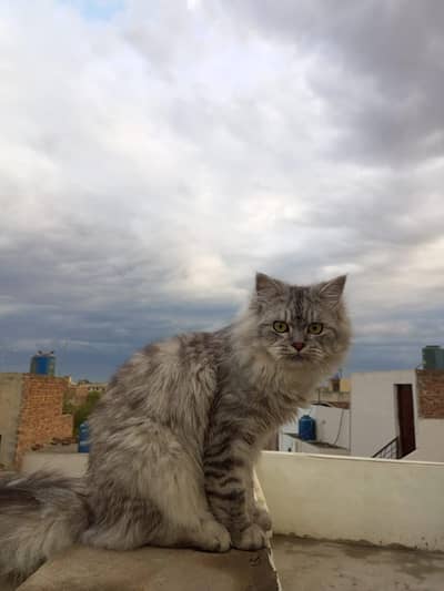 grey color Persian male cat