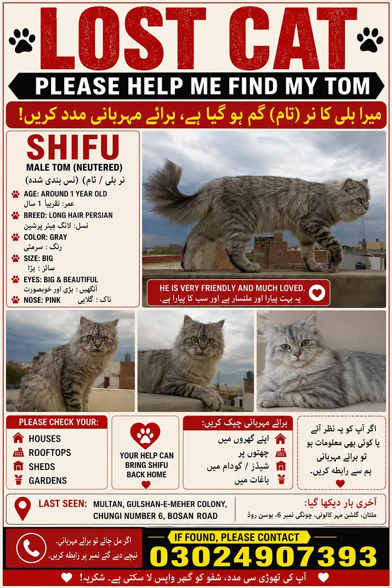 grey color Persian male cat — photo 2