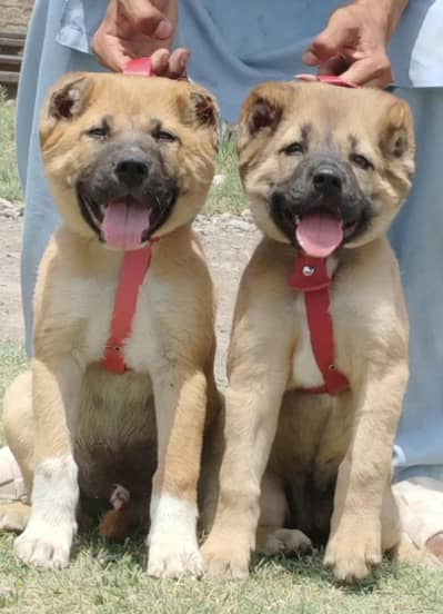 Kurdish kangal puppies aur Bada janwar security Dog available for sale
