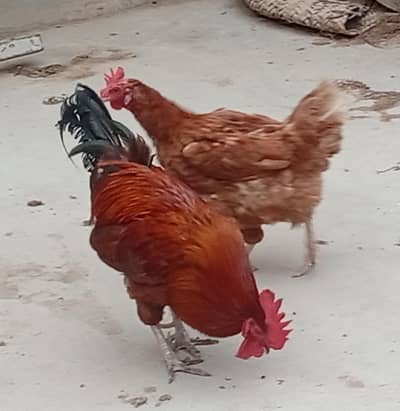 Lohman Brown and Black, with Misri Rooster