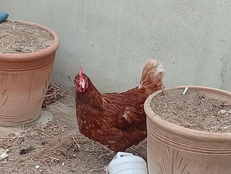 Lohman Brown and Black, with Misri Rooster — photo 2