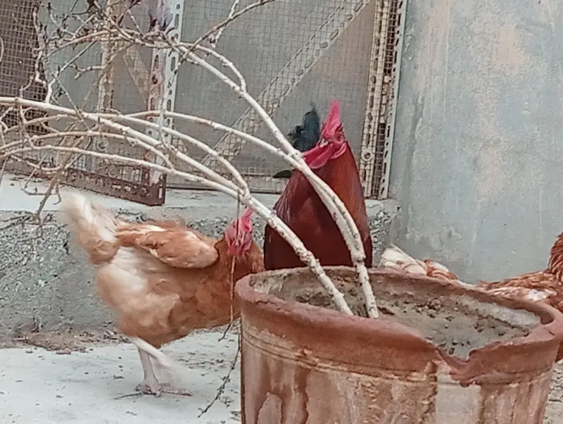Lohman Brown and Black, with Misri Rooster — photo 3