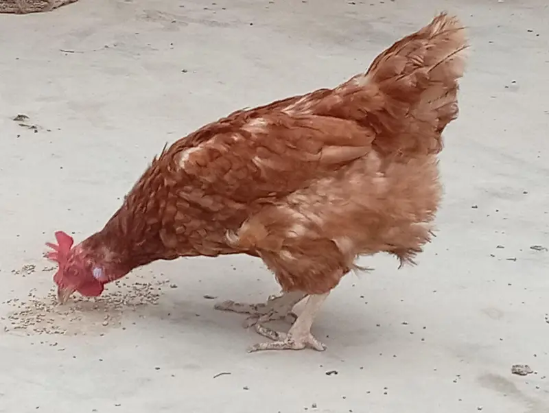 Lohman Brown and Black, with Misri Rooster — photo 4