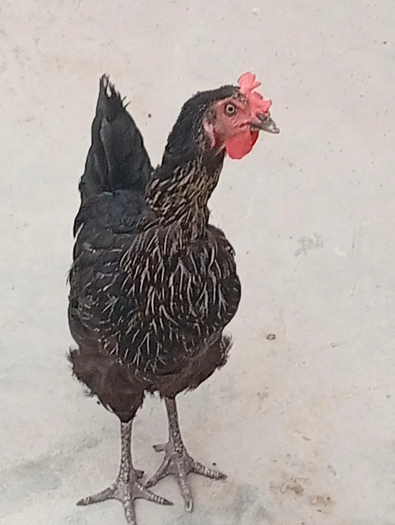 Lohman Brown and Black, with Misri Rooster — photo 5