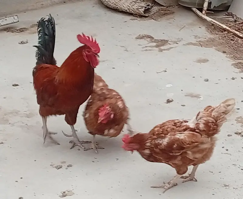 Lohman Brown and Black, with Misri Rooster — photo 6