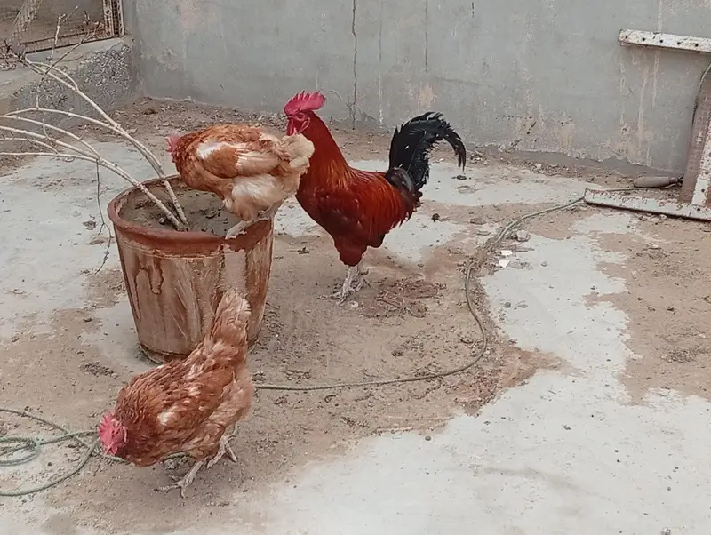Lohman Brown and Black, with Misri Rooster — photo 7