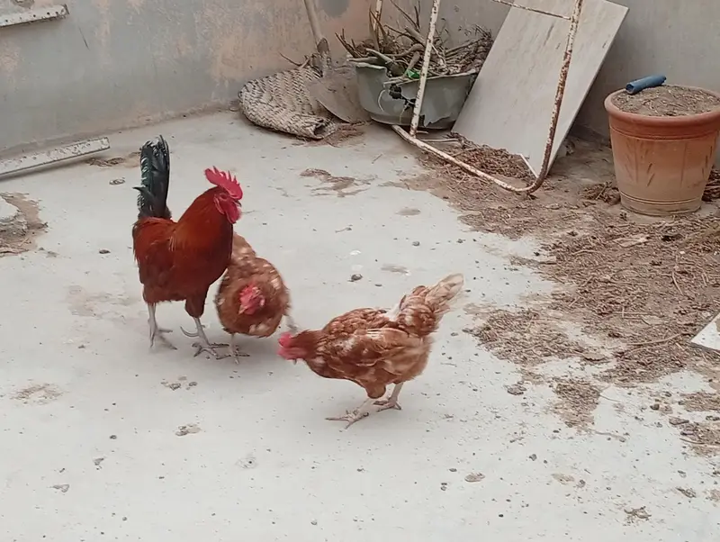 Lohman Brown and Black, with Misri Rooster — photo 8