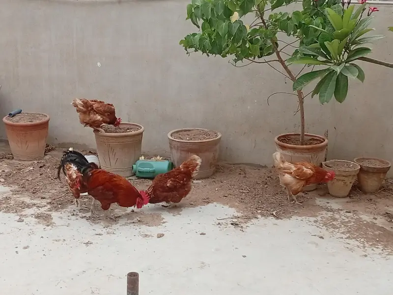 Lohman Brown and Black, with Misri Rooster — photo 9