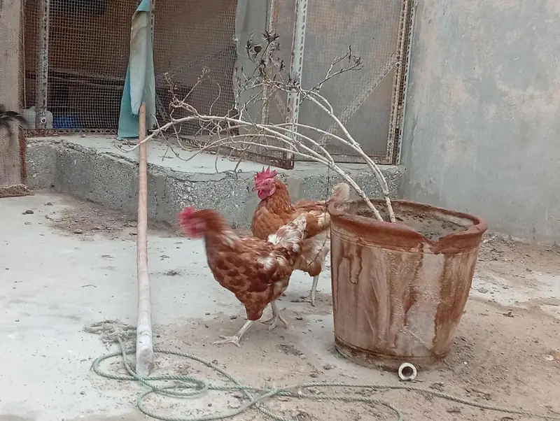 Lohman Brown and Black, with Misri Rooster — photo 10