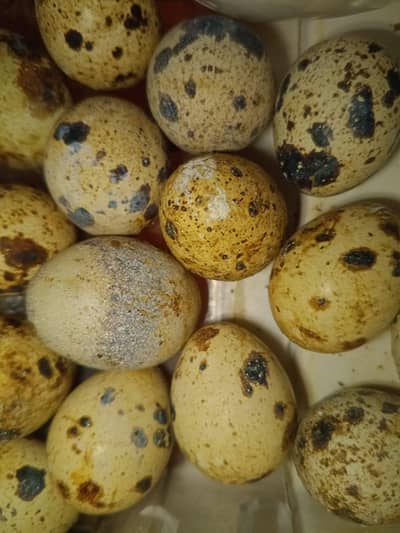 Quail healthy & fresh eggs