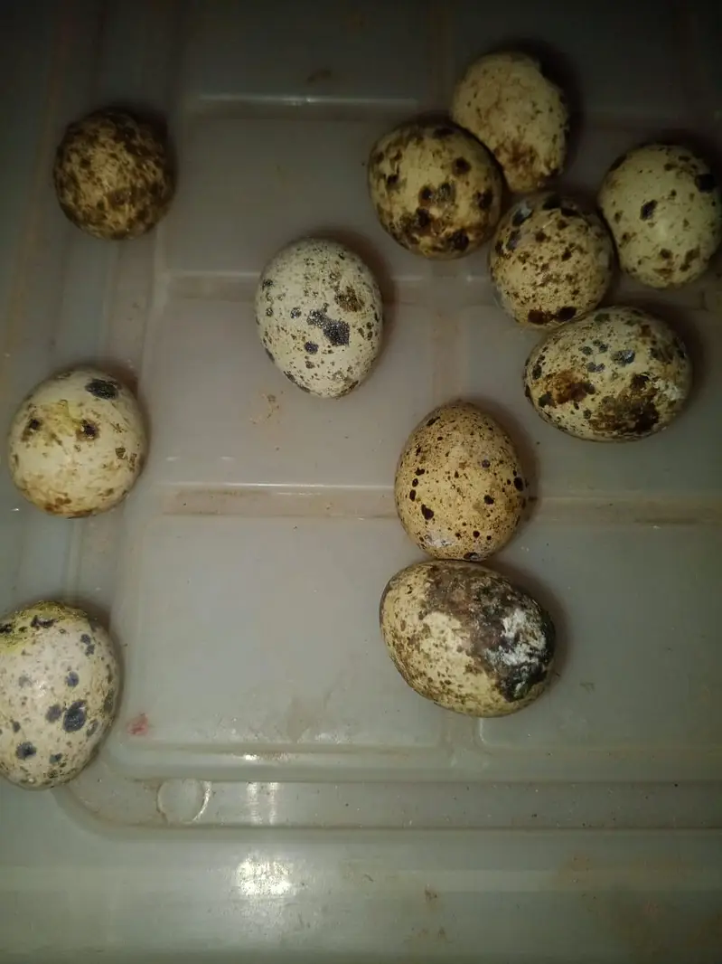 Quail healthy & fresh eggs — photo 2