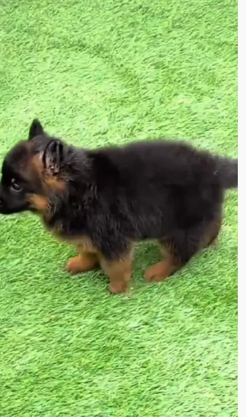 German Shepherd puppies long cot for sale my WhatsApp. 03493731440 — photo 2