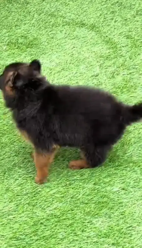 German Shepherd puppies long cot for sale my WhatsApp. 03493731440 — photo 4