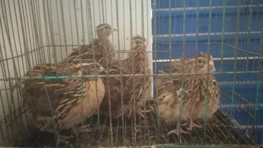Quail/Batair healthy & eggs laying set
