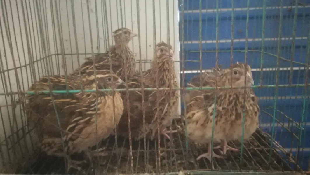 Quail/Batair healthy & eggs laying set