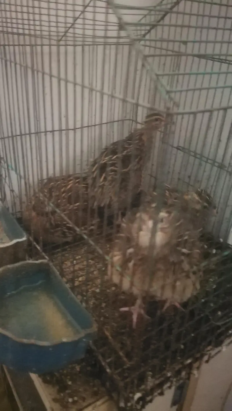 Quail/Batair healthy & eggs laying set — photo 2