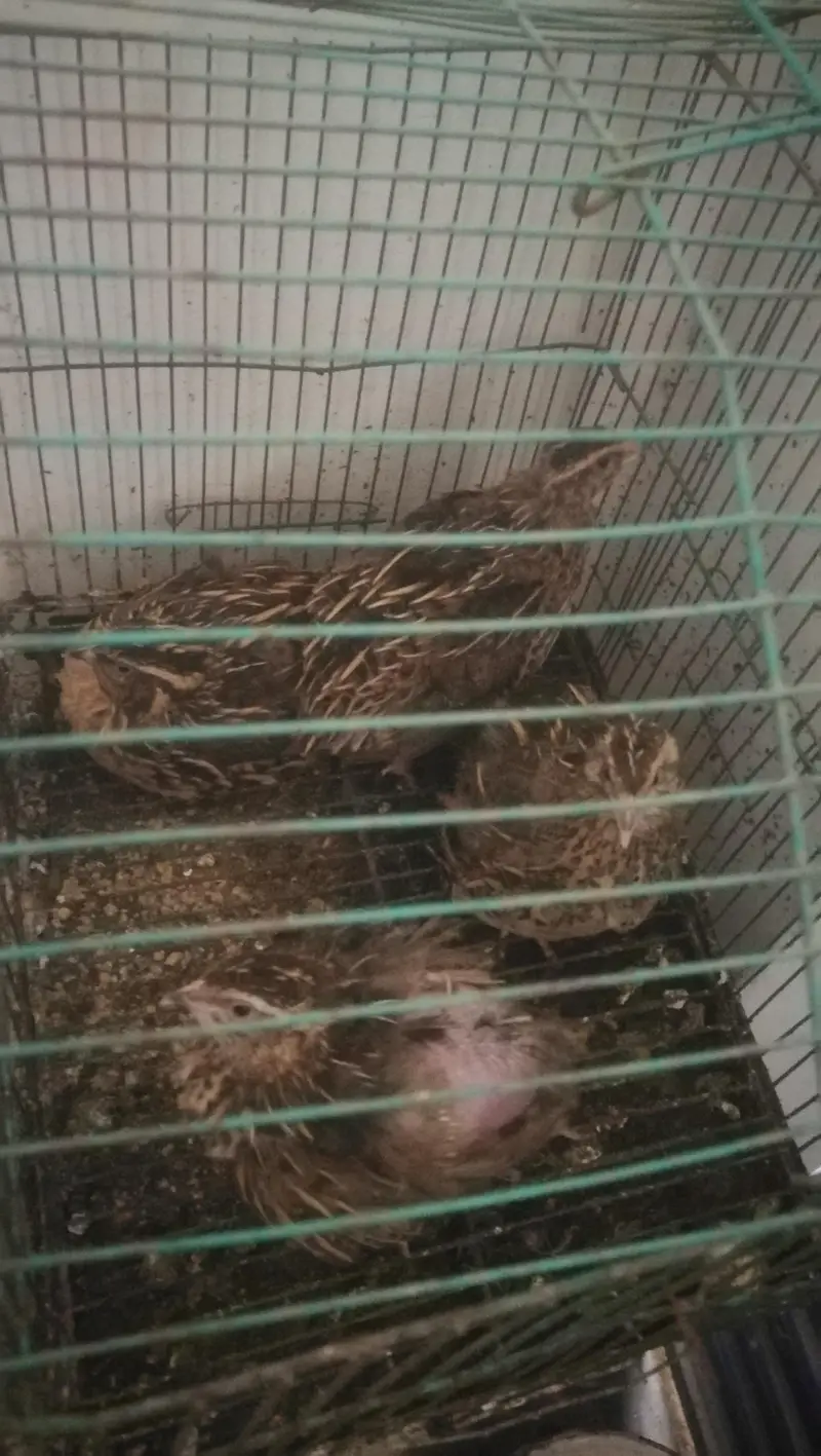 Quail/Batair healthy & eggs laying set — photo 3