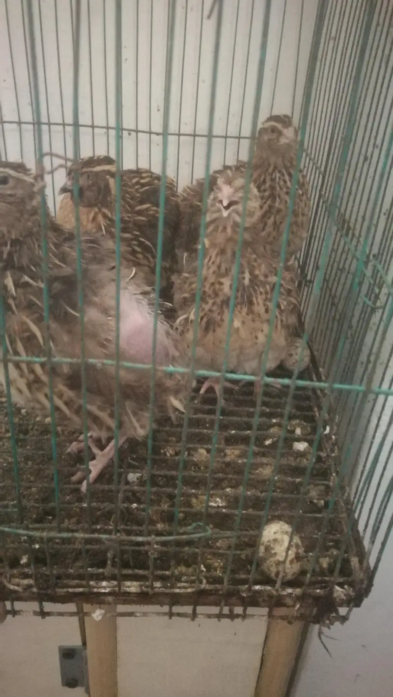 Quail/Batair healthy & eggs laying set — photo 4
