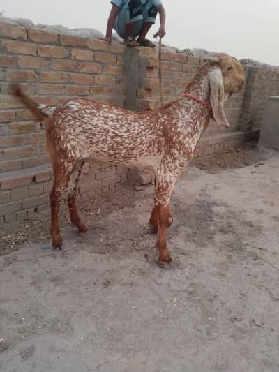 desi Bakra for Sale Call number 03490704921