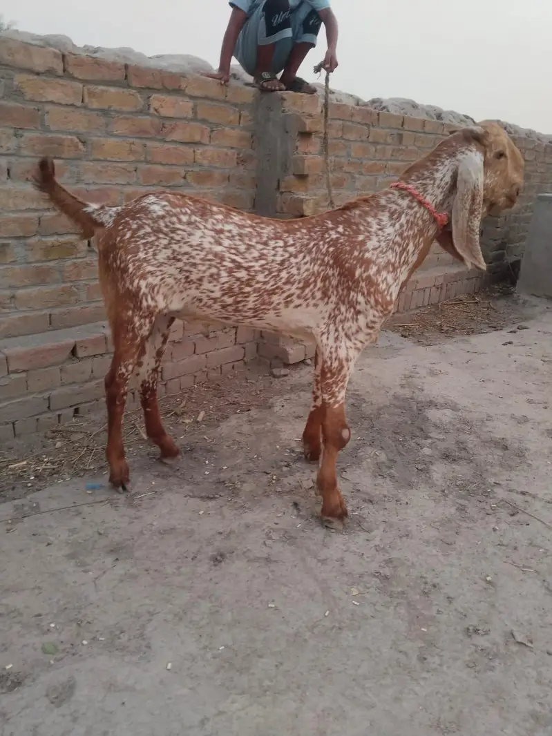 desi Bakra for Sale Call number 03490704921 — photo 2