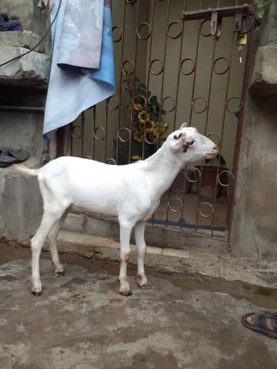 taddy goat