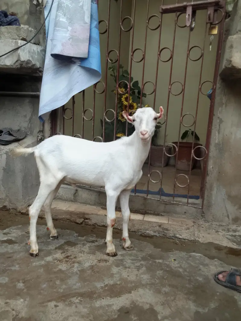 taddy goat — photo 2