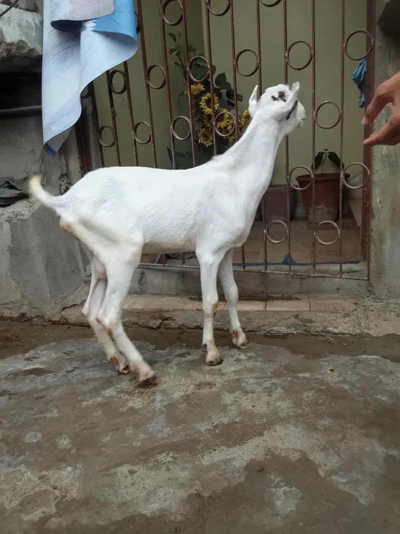 taddy goat — photo 3