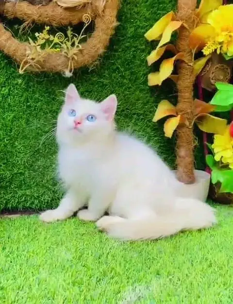 Persian cat for sale male or female my WhatsApp33=44=59=12=04 — photo 2