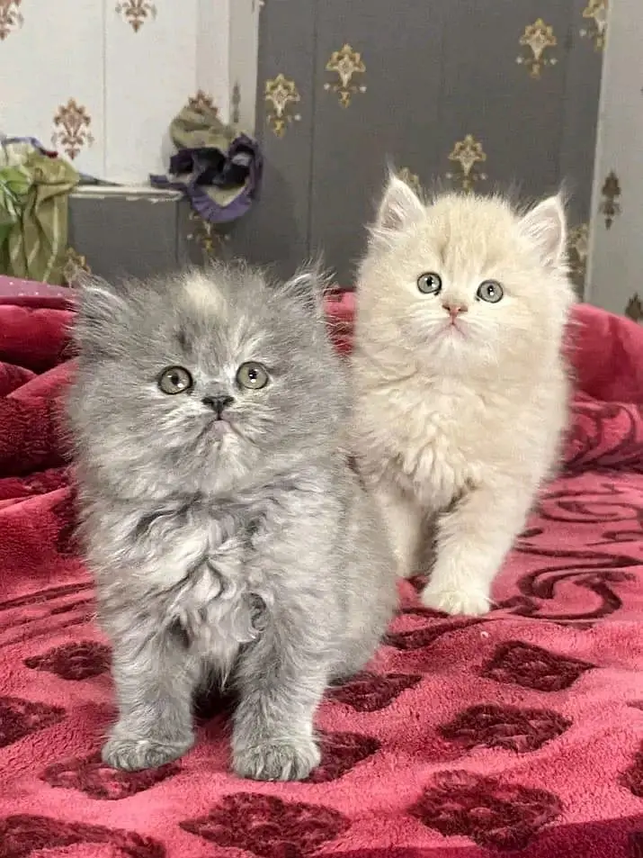 Persian cat for sale male or female my WhatsApp33=44=59=12=04 — photo 3