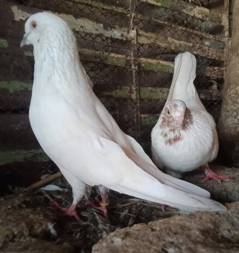 breeder pair 0