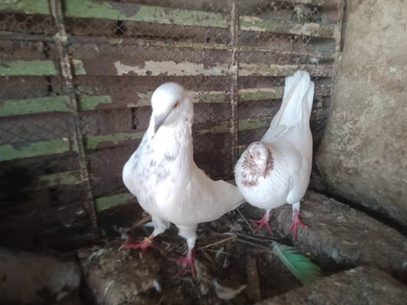 breeder pair 1