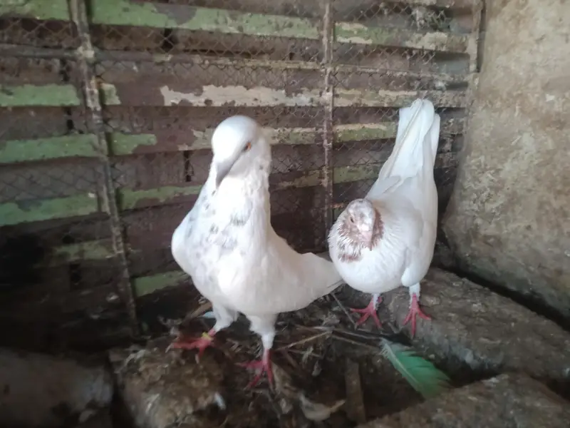 breeder pair — photo 2
