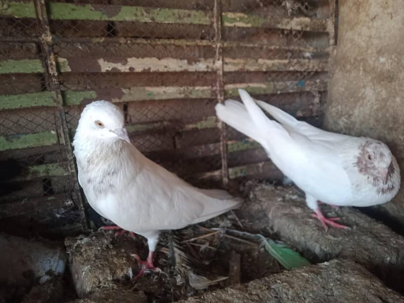 breeder pair 2