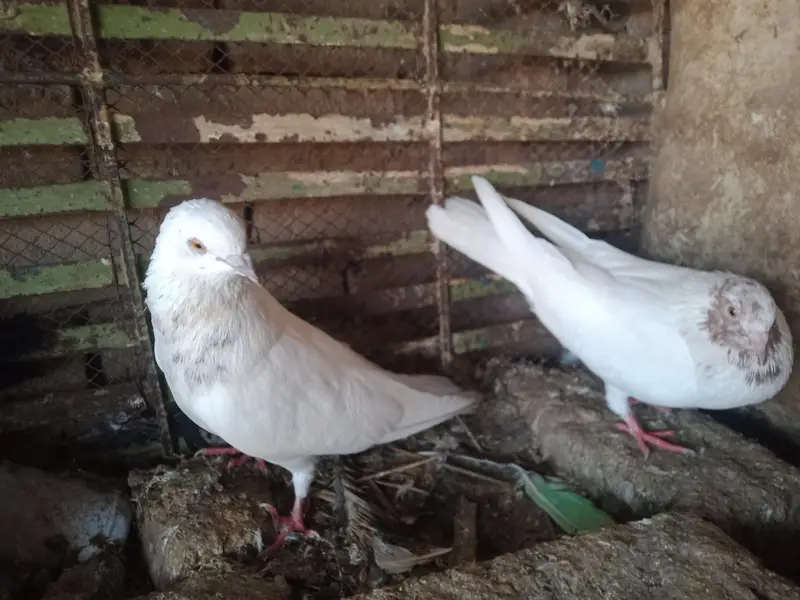 breeder pair — photo 3