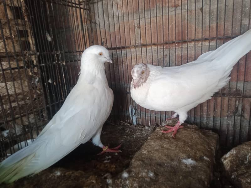 breeder pair 3
