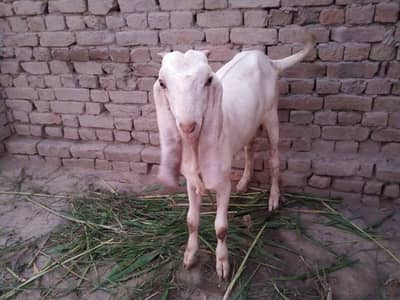 desi Bakra for Sale Mashallah Call  03490704921