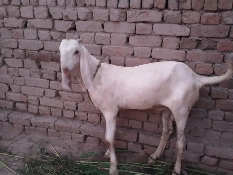 desi Bakra for Sale Mashallah Call  03490704921 — photo 2