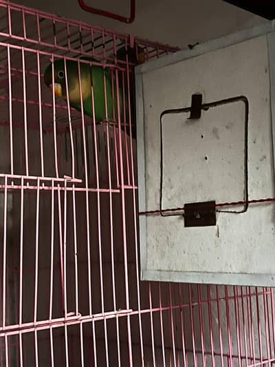 love birds big size healthy and active home breed