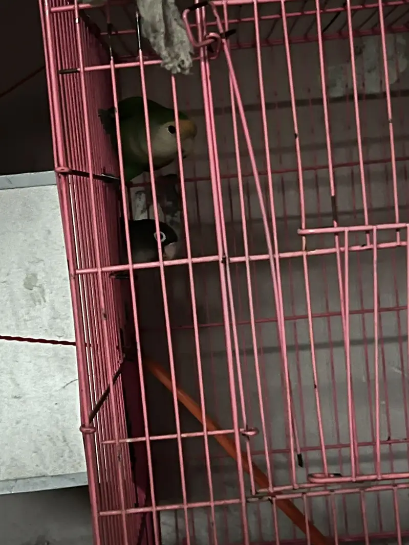 love birds big size healthy and active home breed — photo 2