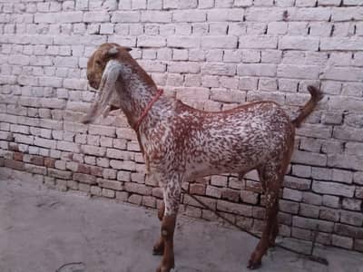 desi Bakra for Sale Mashallah Call 03490704921