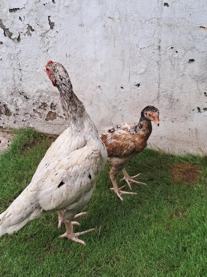 aik murghi or aik chooza — photo 6