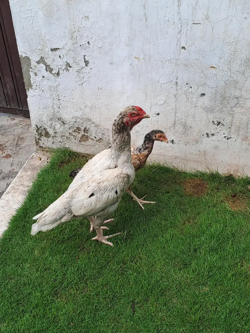 aik murghi or aik chooza — photo 8