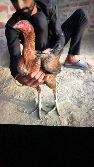 Burma Lokar female father imported h high quality 03001006898