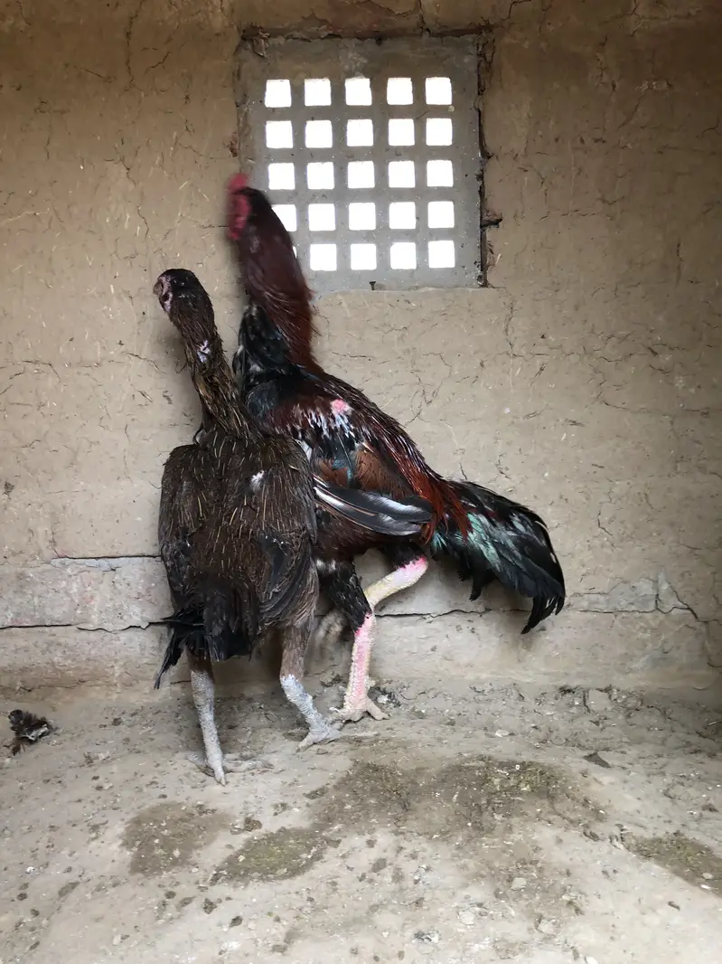 Burma Lokar female father imported h high quality 03001006898 — photo 2