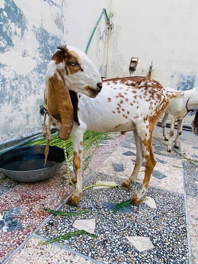 goats seller