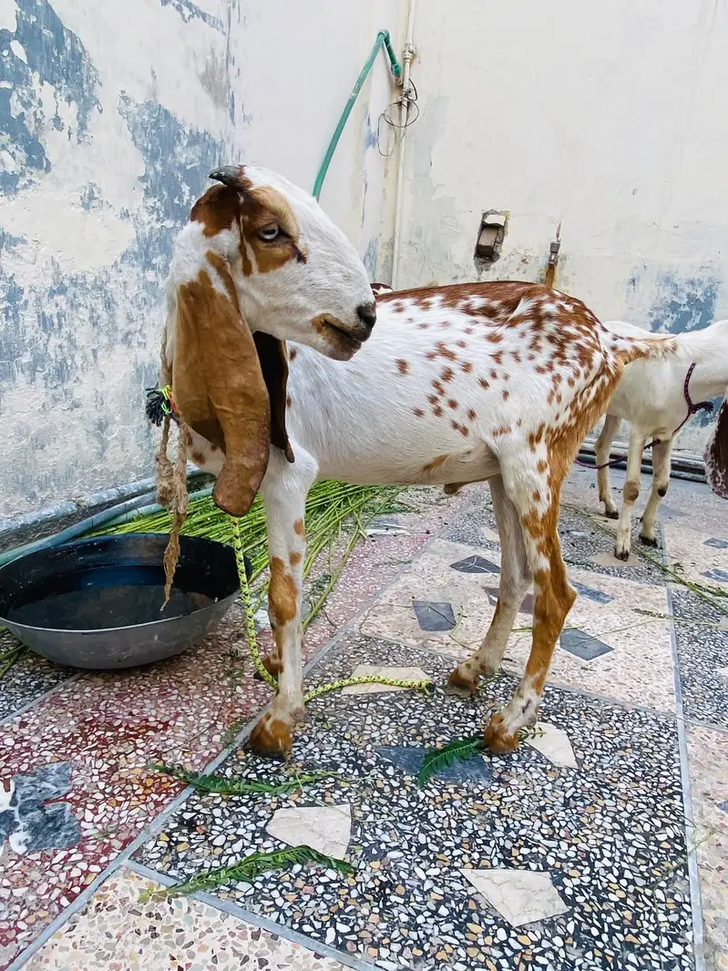 goats seller