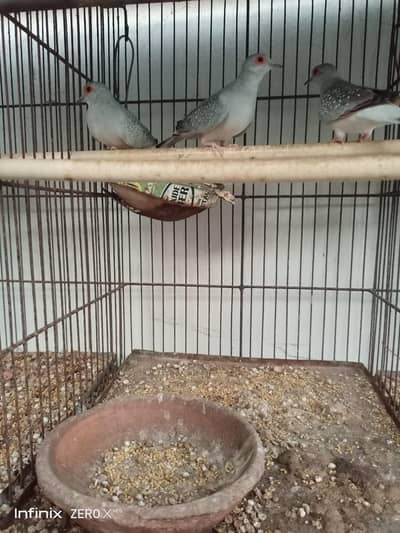 3 piece dove for sell with 12 portion cage