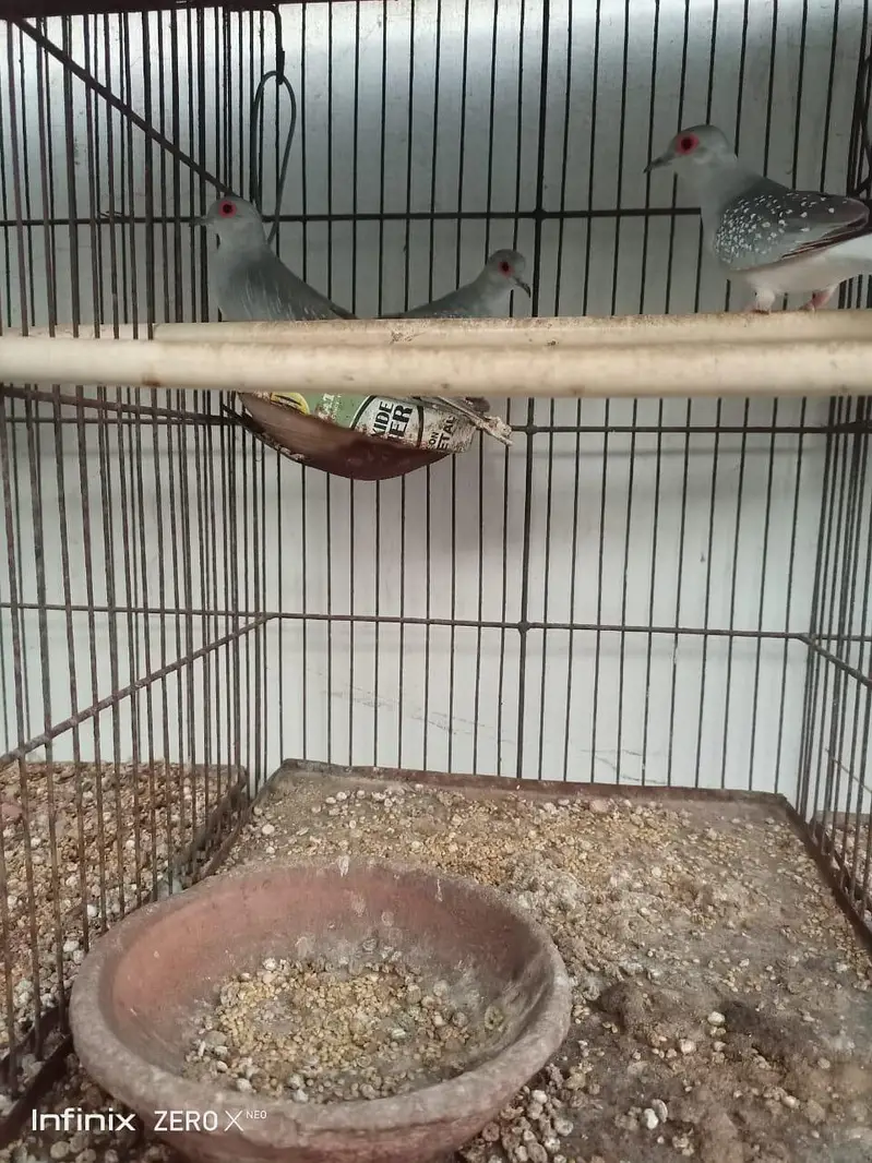 3 piece dove for sell with 12 portion cage — photo 2