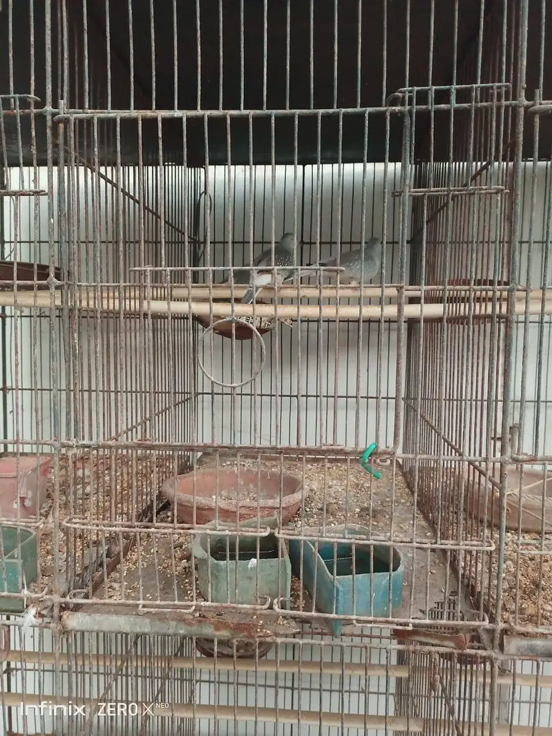 3 piece dove for sell with 12 portion cage — photo 3