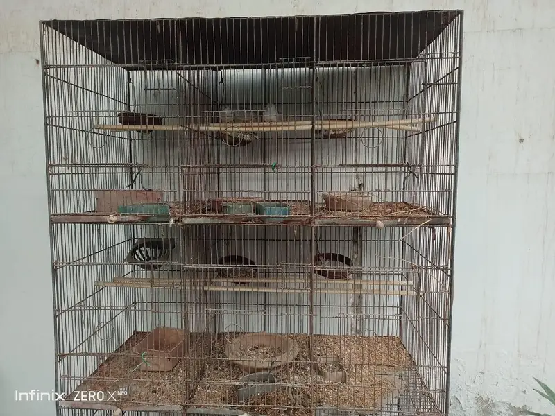 3 piece dove for sell with 12 portion cage — photo 4